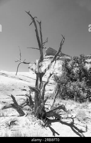 Toter Wacholderbaum im Kodachrome Basin State Park, Utah, USA Stockfoto