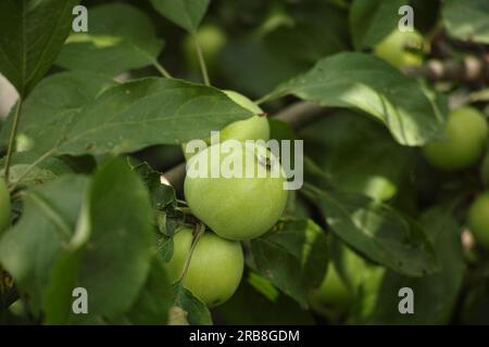 Unreife Bio-Äpfel hängen an einem Apfelbaum. Schließen. Stockfoto