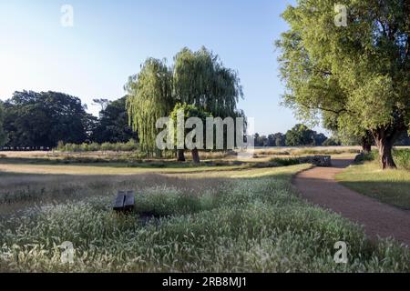 Rad- und Wanderwege am frühen Morgen im Juli im Bushy Park in Surrey Stockfoto