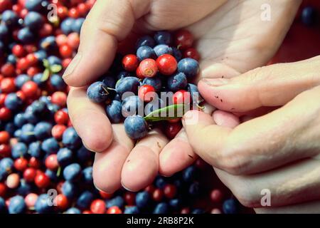 Eine Handvoll wilder Heidelbeeren und Preiselbeeren aus dem Wald. Stockfoto