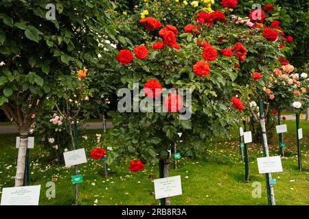 Viele verschiedene Rosensorten im Garten auf der Ausstellung. 5. Juni 2023, Wien, Österreich Stockfoto