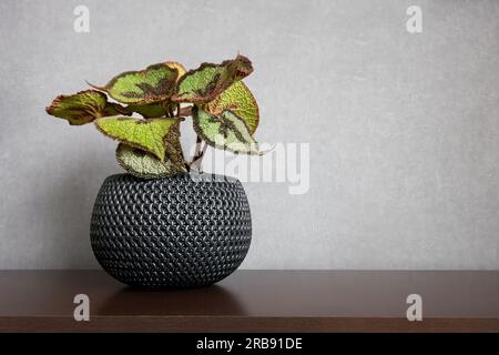 Eine Begonia masoniana oder ein eisernes Kreuz Begonia Zimmerpflanze in einer schwarzen Vase steht auf der linken Seite des Holztisches mit sauberem Hintergrund Stockfoto