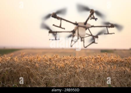 Die Drohne fliegt über das Weizenfeld. Intelligente Landwirtschaft und Präzisionslandwirtschaft. Stockfoto