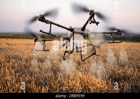 Die Drohne fliegt über das Weizenfeld. Intelligente Landwirtschaft und Präzisionslandwirtschaft. Stockfoto