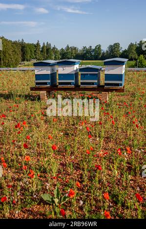 Bienenstöcke im Bienenstock mit Blumen. Blaue und weiße Holzbienenstöcke mit fliegenden Honigbienen. Rote Mohnblumen. Europäische Honigbiene. APIs mellifera in SW Stockfoto