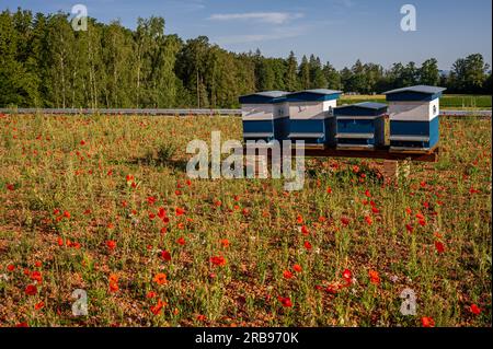 Bienenstöcke im Bienenstock mit Blumen. Blaue und weiße Holzbienenstöcke mit fliegenden Honigbienen. Rote Mohnblumen. Europäische Honigbiene. APIs mellifera in SW Stockfoto