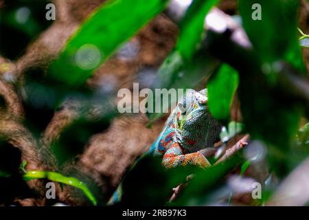 Blick in die Nähe eines Panther Chamäleons mit wunderschönen verschiedenen Farben, die auf einen Baum klettern Stockfoto