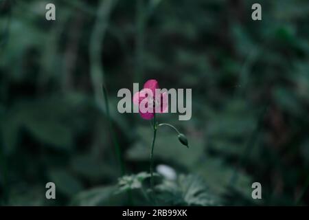 Cyclamen-Blüte, isoliert auf dem grünen Waldhintergrund, zarte rosa Blüten von Cyclamen-Scharlachblüten in dunklen Dicken Stockfoto