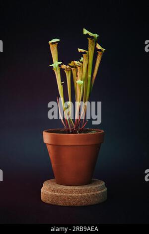 Pitcher Plant mit schwarzem Hintergrund Stockfoto