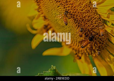 Bienen auf einer Sonnenblume Stockfoto