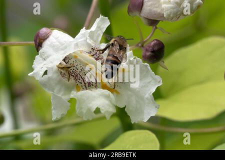Biene besucht die Blume vom Catalpa Bignoides Aurea - Goldener indischer Bohnenbaum Stockfoto