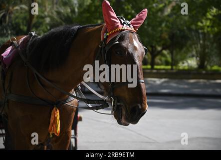 Pferdeporträt auf den Straßen von Palermo in Sizilien, Italien. Stockfoto