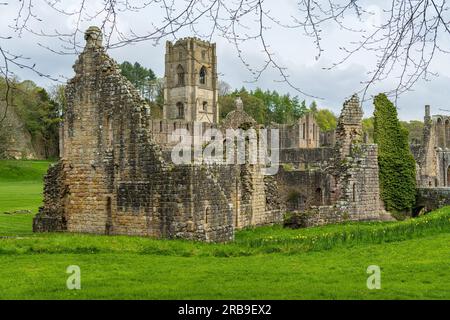 Details zu den Ruinen der Fountains Abbey in Yorkshire, Großbritannien, im Frühling, als Blätter zu erscheinen beginnen Stockfoto