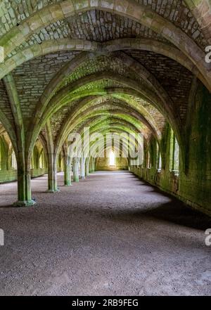 Detail der gewölbten Cellareumdecke der Fountains Abbey in Yorkshire, Großbritannien Stockfoto