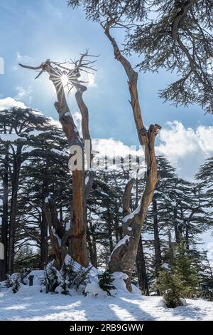 Zedernwald im Libanon im Winter Stockfoto