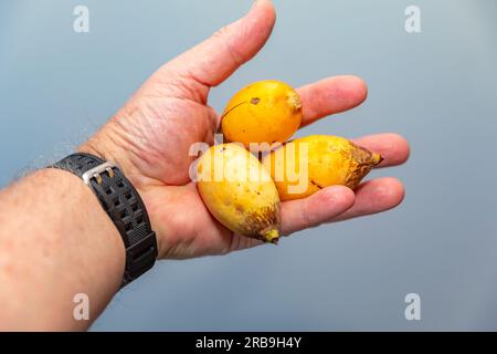 Seltene reife tropische Palmenfrucht ungelegener botanischer Arten. Exotische Früchte Stockfoto