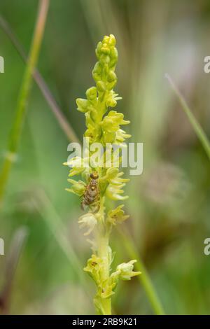 Moschusorchidee (Herminium monorchis) eine seltene Kreidegrasland-Orchidee in England, Großbritannien, mit einer kleinen Fliege - möglicher Bestäuber Stockfoto