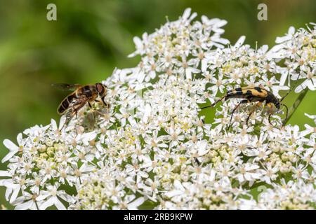 Verschiedene Insekten auf Hogweed, Biodiversitätskonzept. Ein Hoverfly und ein Longhornkäfer auf Umbellifer-Wildblumen im Wald im Sommer, England, Großbritannien Stockfoto