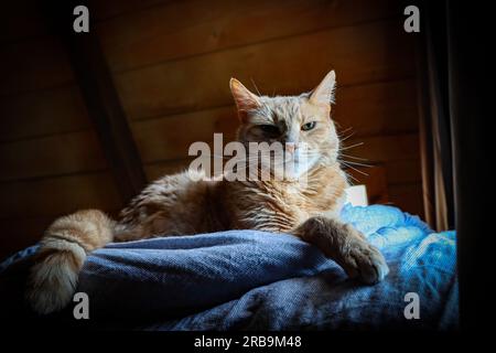 Creme Cat Porträt Stockfoto