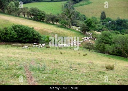 Schafherde, die eine lange Linie bildet und sich von trockenen Hügeln entfernt, mit wenig Gras für die Beweidung im Sommer Carmarthenshire Wales UK KATHY DEWITT Stockfoto