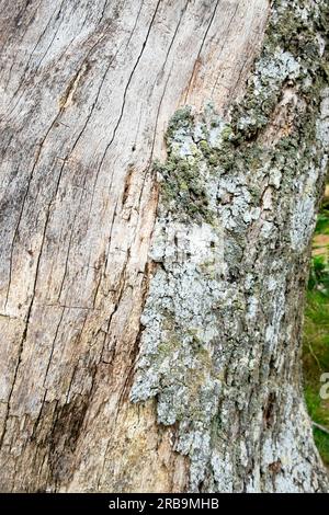 Oak Tree Disease Carmarthenshire Wales UK Großbritannien 2023 KATHY DEWITT Stockfoto
