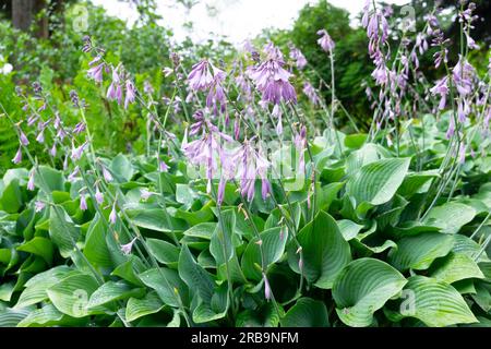 Purple Malve Hosta Blumen Hostas in Blüte auf dem Aberglasney Gardens Woodland Walk in Carmarthenshire Wales UK Juni 2023 Großbritannien. KATHY DEWITT Stockfoto