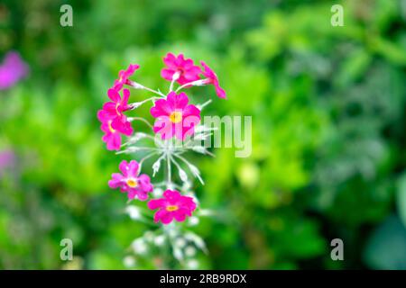 Pink Candelabra Primula prolifera in Blüte in Aberglasney Gardens im Sommer Juli Garten Carmarthenshire Wales Großbritannien Großbritannien KATHY DEWITT Stockfoto