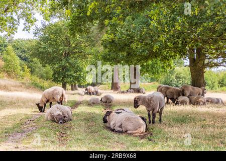 Schafe unter einer großen Eiche im Naturpark Molenveld in der Gemeinde Exloo Borger-Odoorn in Drente, Niederlande Stockfoto
