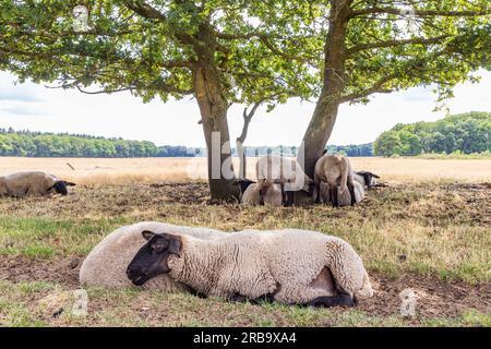 Schafe unter einer großen Eiche im Naturpark Molenveld in der Gemeinde Exloo Borger-Odoorn in Drente, Niederlande Stockfoto