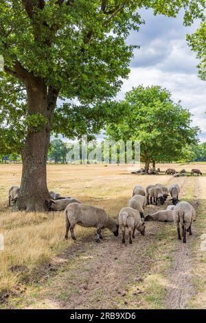 Schafe unter einer großen Eiche im Naturpark Molenveld in der Gemeinde Exloo Borger-Odoorn in Drente, Niederlande Stockfoto