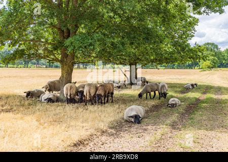 Schafe unter einer großen Eiche im Naturpark Molenveld in der Gemeinde Exloo Borger-Odoorn in Drente, Niederlande Stockfoto