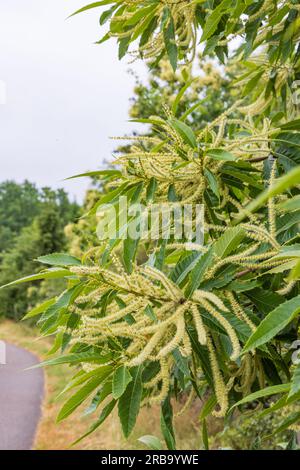 Blühender süßer Kastanienbaum entlang der Straße in Drenthe in den Niederlanden Stockfoto