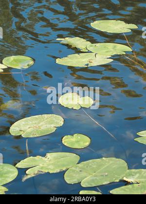 Wasserlilien, Floating on the River Thames, Pangbourne, Reading, Berkshire, England, UK, GB. Stockfoto