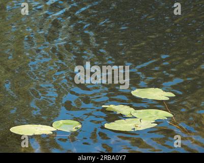 Wasserlilien, Floating on the River Thames, Pangbourne, Reading, Berkshire, England, UK, GB. Stockfoto