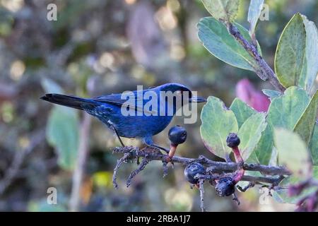 Maskierter Blumenpiercer (Diglossa cyanea), hoch oben in einem Busch mit Beeren, nahe Bogota, Kolumbien. Stockfoto