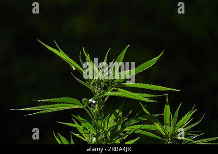 Cannabisblätter in der Sonne. Grüne Marihuanablätter Stockfoto