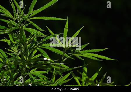 Cannabisblätter in der Sonne. Grüne Marihuanablätter Stockfoto