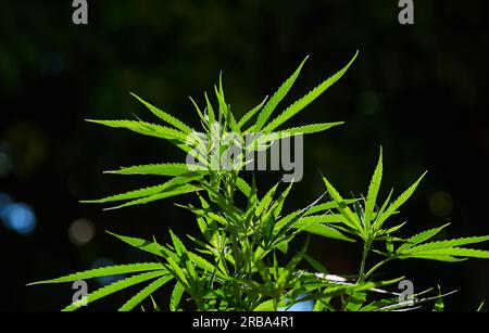 Cannabisblätter in der Sonne. Grüne Marihuanablätter Stockfoto