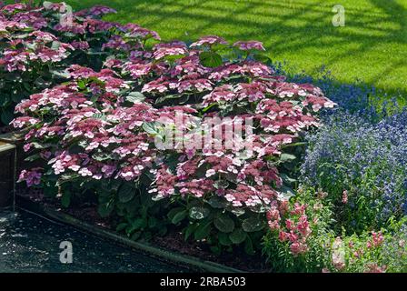 lacecap Hortensien, Bett, Rosa, Rose, Hortensien Makrophylla, Milchstrauch, neben kontrastierenden lila Blumen, grünes Gras, Natur, kultiviert, Ssp Stockfoto