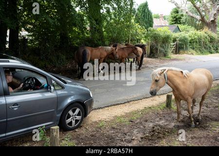 New Forest Ponys ruhen auf einer schmalen Straße, wo vorbeifahrende Autos dieser einheimischen Pferderasse am 4. Juli 20123 in Burley, New Forest, Hampshire, England, nachgeben sollen. Die Ponyrasse New Forest stammt aus dem New Forest in Hampshire im Süden Englands, wo Pferde seit der letzten Eiszeit lebten. Überreste aus dem Jahr 500.000 v. Chr. wurden im Umkreis von 50 Meilen (80 km) vom Herzen des modernen New Forest gefunden. DNA-Studien haben alte gemeinsame Vorfahren mit den keltischen Asturken und Pottok Ponys gezeigt. Stockfoto