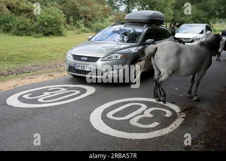 New Forest Ponys ruhen auf einer schmalen Straße, wo vorbeifahrende Autos dieser einheimischen Pferderasse am 4. Juli 20123 in Burley, New Forest, Hampshire, England, nachgeben sollen. Die Ponyrasse New Forest stammt aus dem New Forest in Hampshire im Süden Englands, wo Pferde seit der letzten Eiszeit lebten. Überreste aus dem Jahr 500.000 v. Chr. wurden im Umkreis von 50 Meilen (80 km) vom Herzen des modernen New Forest gefunden. DNA-Studien haben alte gemeinsame Vorfahren mit den keltischen Asturken und Pottok Ponys gezeigt. Stockfoto