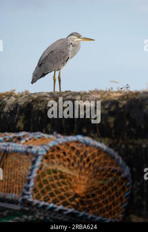 Grey Heron Ardea cinerea, Stand on Harbour Wall, Pittenweem, East Neuk of Fife, Fife, Schottland, Vereinigtes Königreich Stockfoto