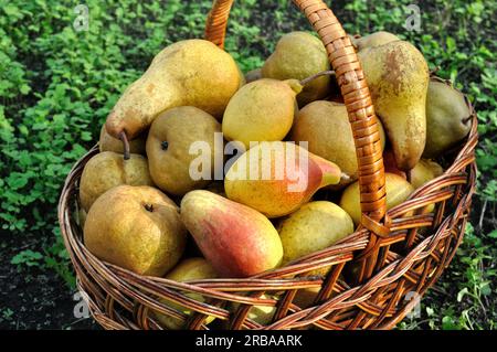 Nahaufnahme frisch geernteter reifer Bio-Birnen im Garten Stockfoto