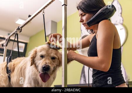 Weibliche Rasiermädchen trocknen und bürsten goldene Retriever-Hunde im Friseursalon. Stockfoto