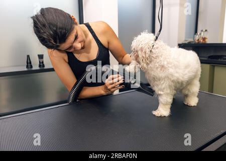 Professioneller Gärtner trocknet bichon-Pelz im Friseursalon. Stockfoto