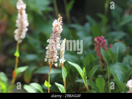 Die blühenden Stacheln von Persicaria affinis Stockfoto