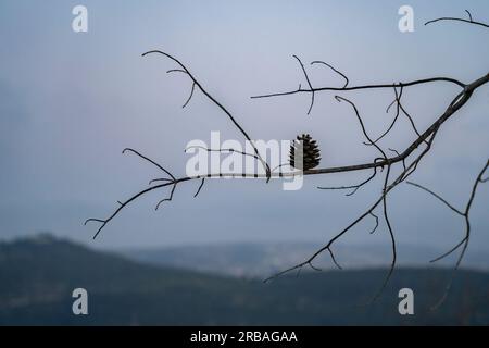 Ein einzelner Kiefernkegel, der auf einem toten Kiefernbaum im Judäa-Gebirge, israel, in der Dämmerung zurückgelassen wurde. Stockfoto