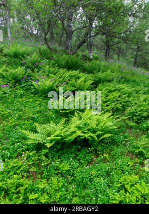 Farn und Baum Stockfoto