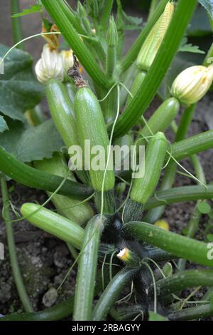 Zucchini mit Früchten, Blumen und Blättern, die auf dem Land wachsen Stockfoto