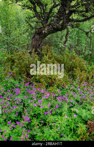 Baum und Blumen Stockfoto